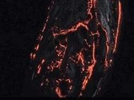 前沿分享丨走進這片森林，感受大自然的靜謐和奇幻